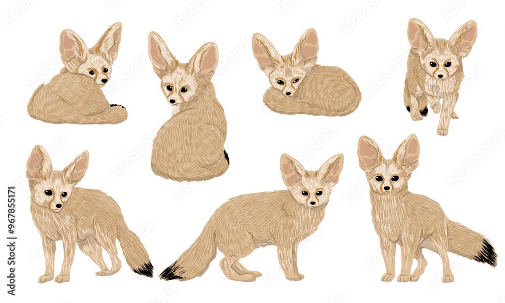Set of realistic fennec foxes. Fennec foxes lie, sit and walk. Vector animal Set of realistic fennec foxes. Fennec foxes lie, sit and walk. Vector animal