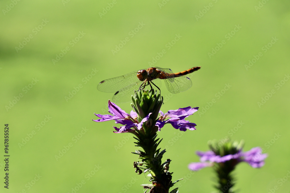 dragonfly sitting on a purple background with a green bokeh background dragonfly sitting on a purple background with a green bokeh background