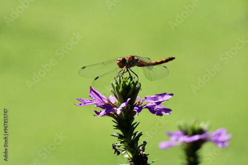 dragonfly sitting on a purple background with a green bokeh background