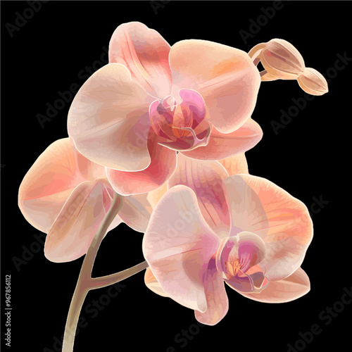 orange orchid flower