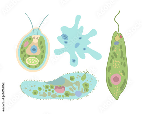 Obraz na plátně Vector isolated illustration set of unicellular organisms