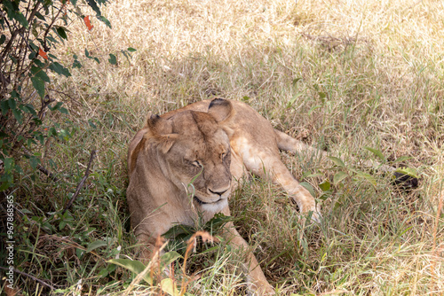 Lioness in the middle of the savanna in safari in Amboseli Ntional Park, Kenya, Africa, near to Kilimanjaro photo