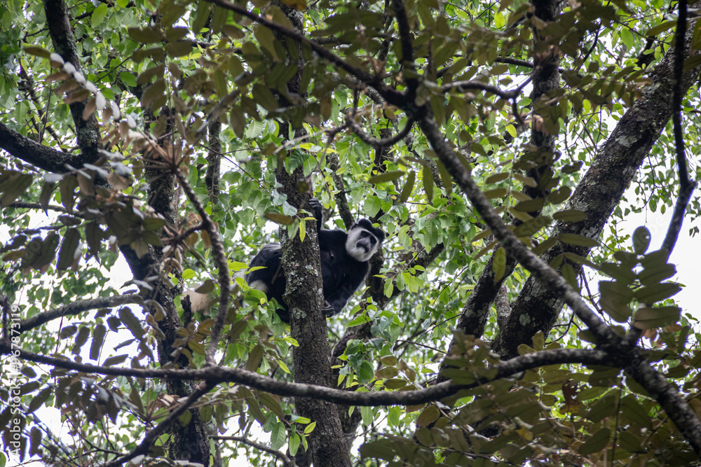 Fototapeta premium Male white and black colobus watching us on a tree in the tropical rainforest of Kakamega in Kenya, Africa. Big primates of africa