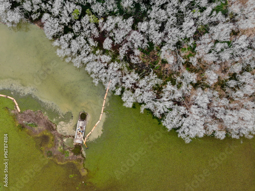 Cleaning of macrophytes from the lake photo