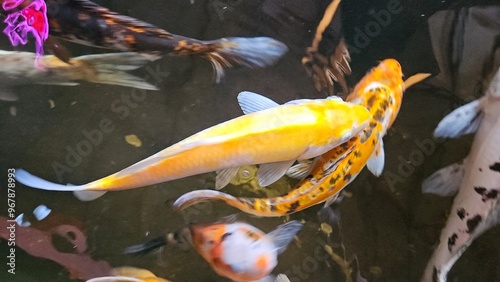 Close up of colorful Koi fishes or Japanese Koi carp swimming in the healthy lake. Koi open mouth finding for food. photo