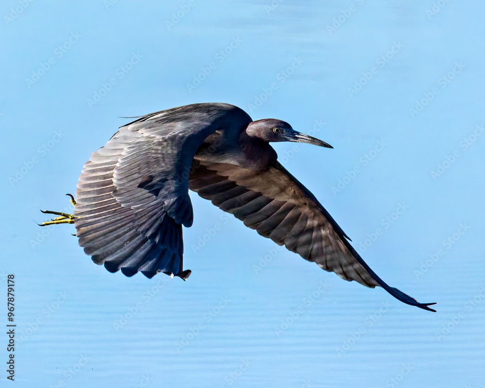 Obraz premium Little Blue Heron Catching Reflected Light
