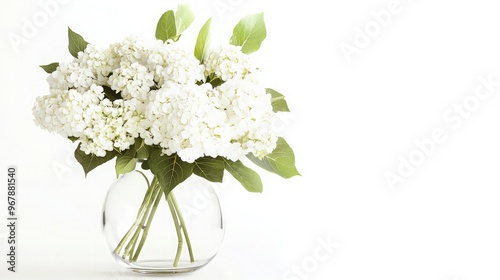 White Hydrangeas in a Glass Vase