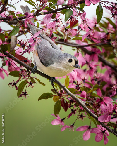 A sweet little Tufted Titmouse poses in the blooming Crabapple Tree on a Spring Day.