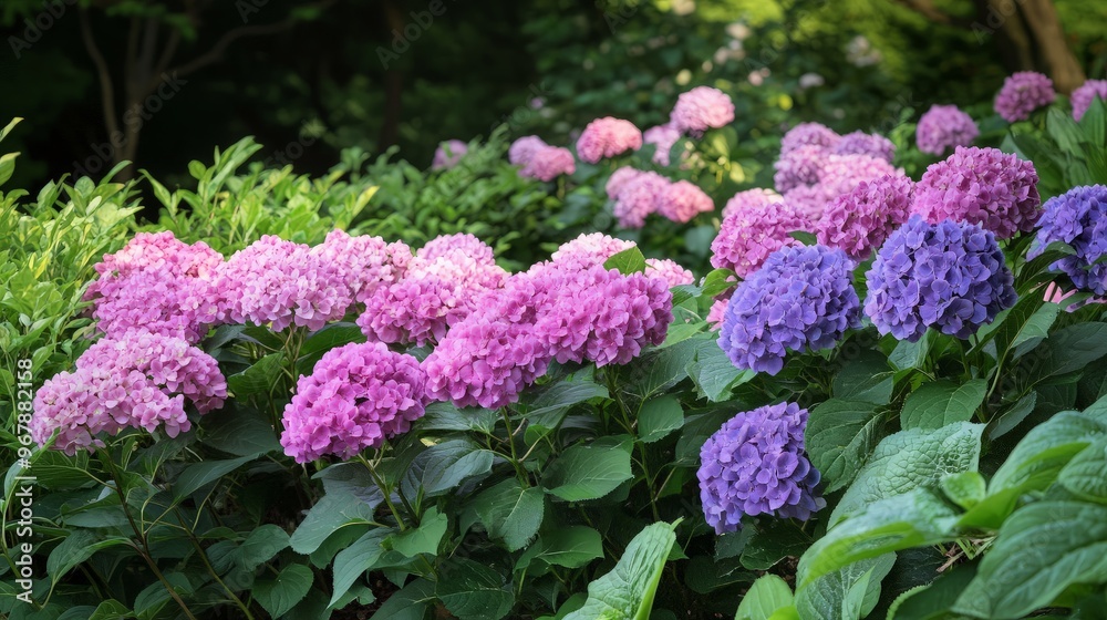 Purple and Pink Hydrangeas Blooming in a Garden Purple and Pink Hydrangeas Blooming in a Garden