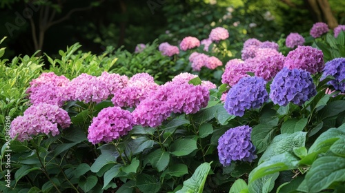 Purple and Pink Hydrangeas Blooming in a Garden