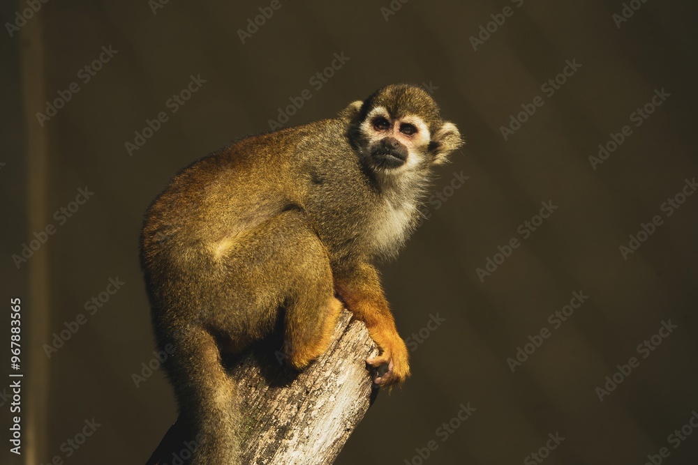 Obraz premium portrait of a squirrel monkey (Saimirinae)