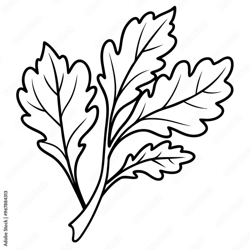 Fototapeta premium arugula vegetable outline coloring book page line art illustration digital drawing