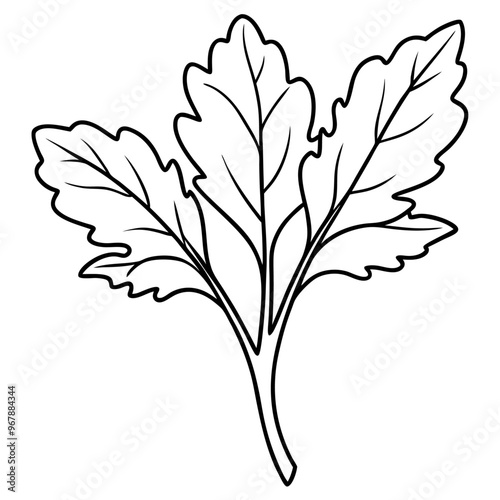 arugula vegetable outline coloring book page line art illustration digital drawing