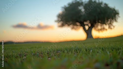 arbre majestueux isolé dans une prairie au couché du soleil avec un ciel pur photo