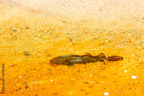 juvenile bowfin (Amia calva) or dogfish in the shallow water of Lake Nokomis in Wisconsin photo