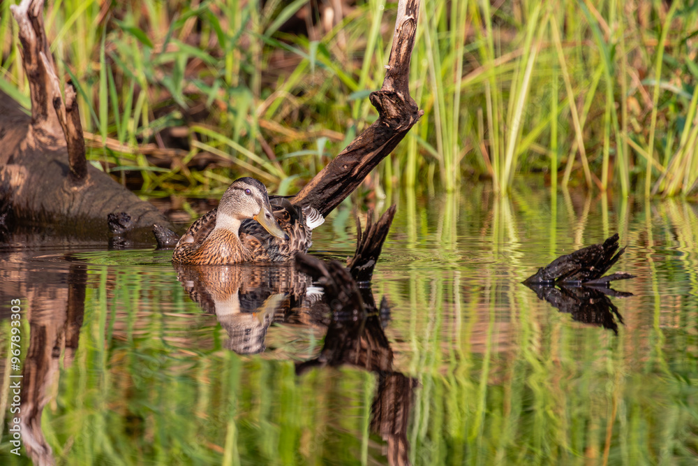 Obraz premium Mallard female (Anas platyrhynchos) in the water next to the shore