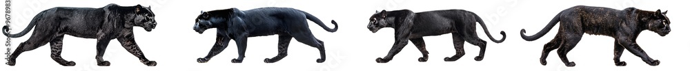 An isolated white background shows a black leopard walking away, Panthera pardus An isolated white background shows a black leopard walking away, Panthera pardus