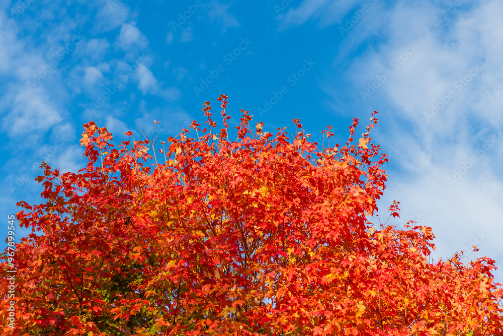 Nature in fall season. Autumnal sunny day. Seasonal leaves on tree. Natural autumn leaves. Autumn beauty of nature. Fall season nature. Fall leaves of maple tree. Autumn tree. October time Nature in fall season. Autumnal sunny day. Seasonal leaves on tree. Natural autumn leaves. Autumn beauty of nature. Fall season nature. Fall leaves of maple tree. Autumn tree. October time