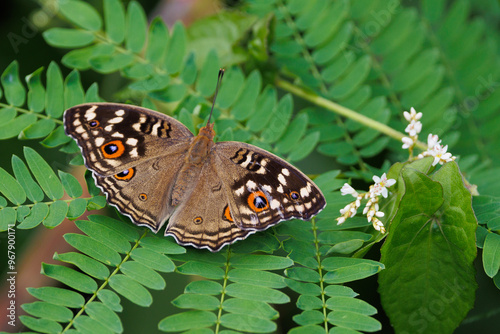 Butetrfly Lemon Pansy standing on a leaf photo