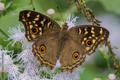 The Lemon Pansy, Junonia lemonias, gathering pollen on flowers, Thailand photo