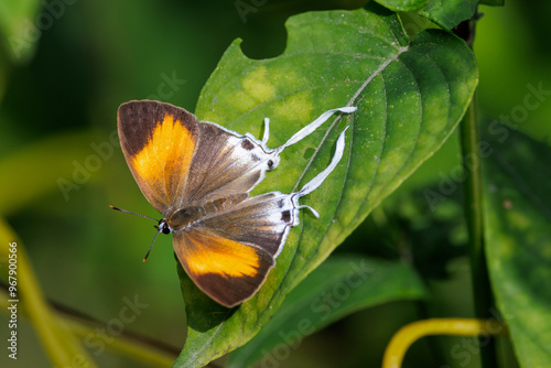 Butterfly the red imperial, standing on a leaf