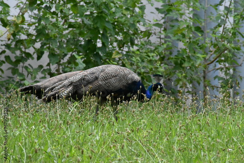 peacock in the grass