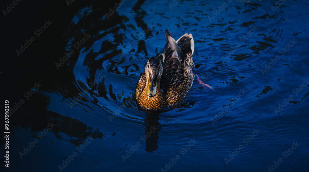 Obraz premium A beautiful, wild brown duck is swimming in the clear blue waters of the sea, part of the fauna that inhabits the reservoir.