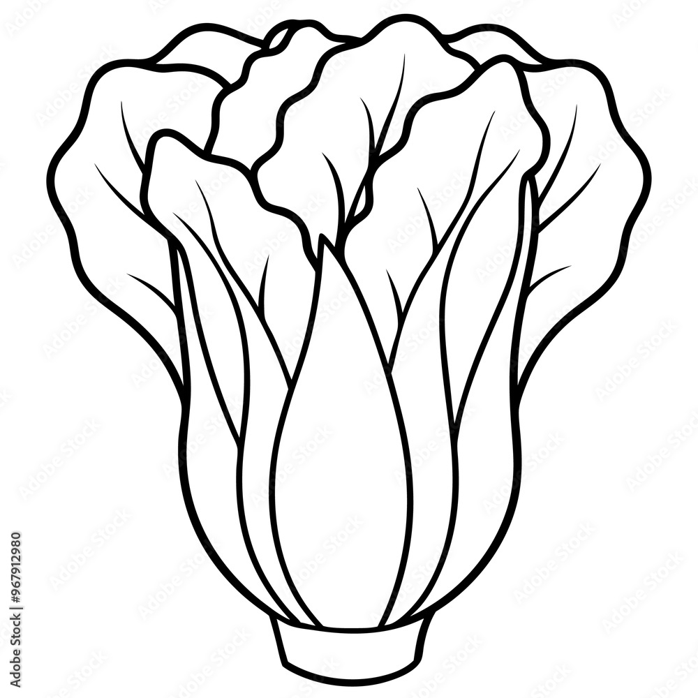 bok choy vegetable outline coloring book page line art illustration digital drawing bok choy vegetable outline coloring book page line art illustration digital drawing