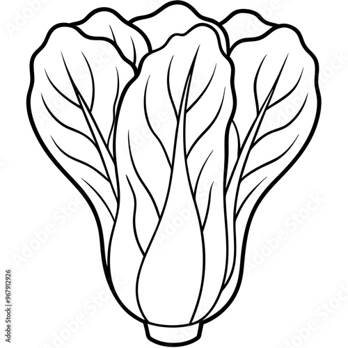 bok choy vegetable outline coloring book page line art illustration digital drawing