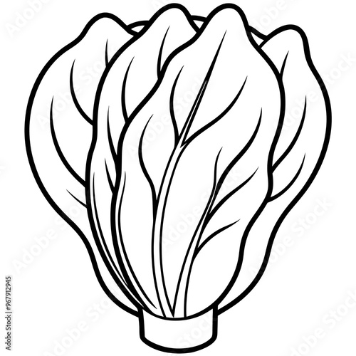 bok choy vegetable outline coloring book page line art illustration digital drawing