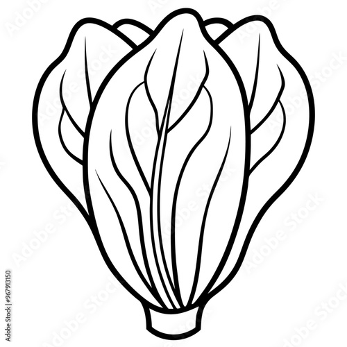 bok choy vegetable outline coloring book page line art illustration digital drawing
