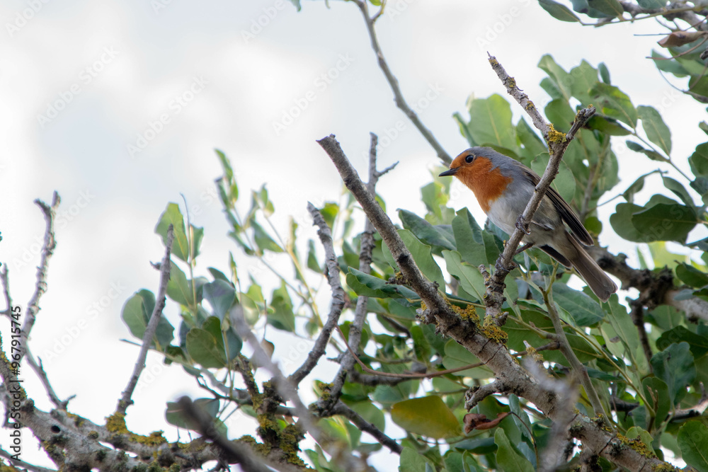 robin singing perched in a tree robin singing perched in a tree