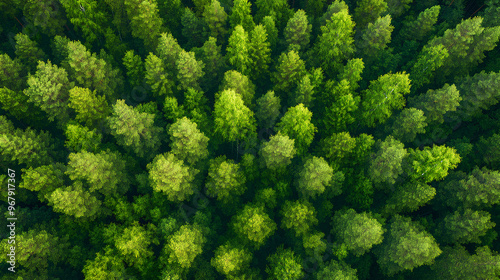 close up view of forest trees from above