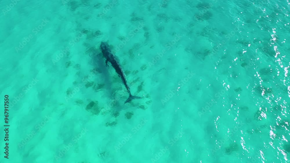 Aerial view of pygmy blue whale swimming in crystal clear turquoise ocean, Point Picquet, Australia. Aerial view of pygmy blue whale swimming in crystal clear turquoise ocean, Point Picquet, Australia.
