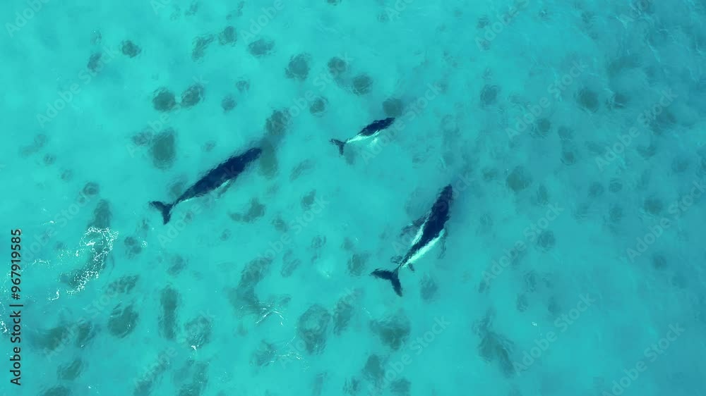 Aerial view of humpback whales swimming in the blue ocean, Point Picquet, Australia.