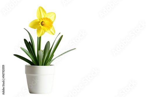 A vibrant yellow daffodil in a white pot, symbolizing beauty and nature.