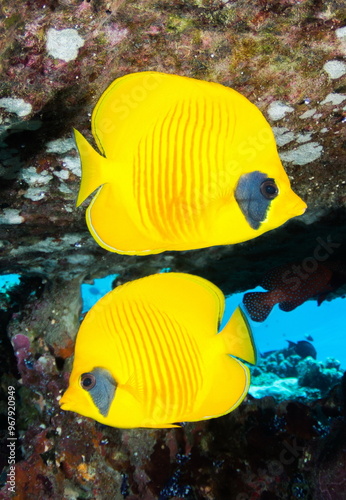 Bluecheek Butterflyfish Saudi Arabia Red Sea