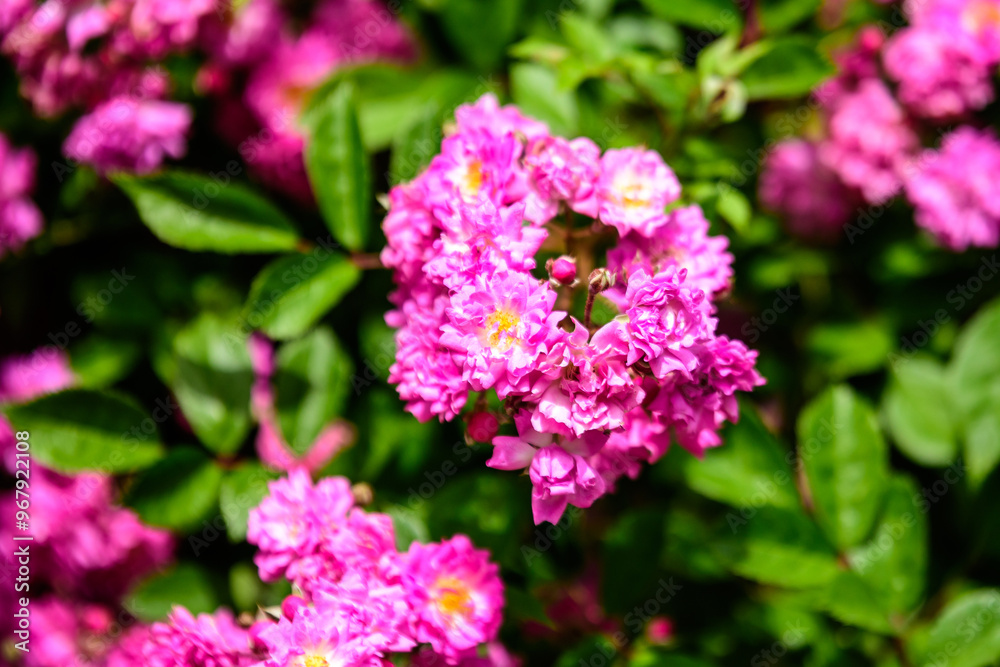 Bush with many delicate vivid pink magenta rose in full bloom and green leaves in a garden in a sunny summer day, beautiful outdoor floral background photographed with soft focus. Bush with many delicate vivid pink magenta rose in full bloom and green leaves in a garden in a sunny summer day, beautiful outdoor floral background photographed with soft focus.