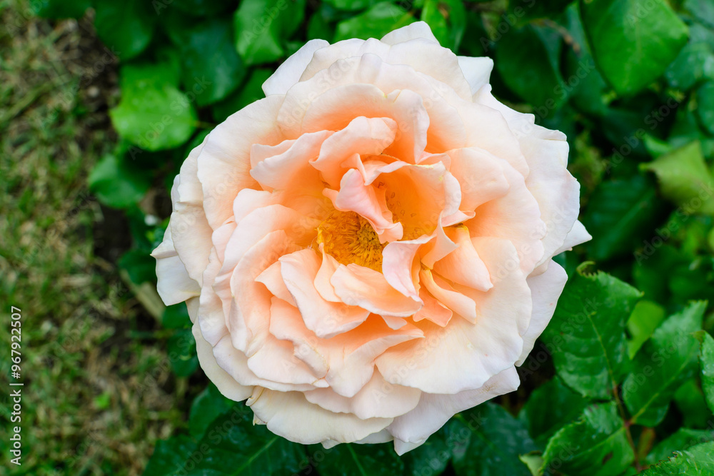 Close up of one large and delicate vivid yellow orange roses in full bloom in a summer garden, in direct sunlight, with blurred green leaves in the background. Close up of one large and delicate vivid yellow orange roses in full bloom in a summer garden, in direct sunlight, with blurred green leaves in the background.