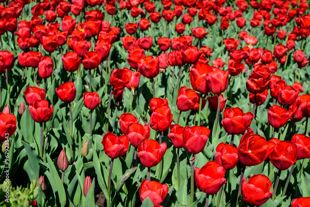Many delicate vivid red tulips in full bloom in a sunny spring garden, beautiful outdoor floral background photographed with soft focus Many delicate vivid red tulips in full bloom in a sunny spring garden, beautiful outdoor floral background photographed with soft focus