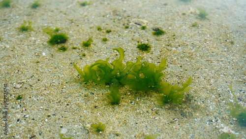 Green algae of the species Ulva lactuca grows in shallow water. This species is also known as Sea Lettuce.