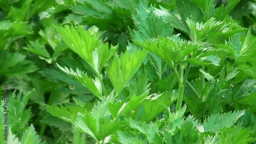 Fresh green leaves celery (apium graveolens) vegetable field growing Fresh green leaves celery (apium graveolens) vegetable field growing