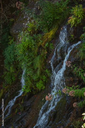 Forest cascade