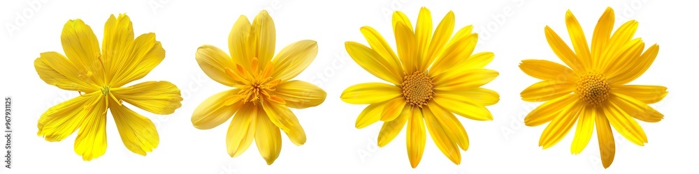 Vibrant Yellow Flower Close-Up on a transparent background Vibrant Yellow Flower Close-Up on a transparent background
