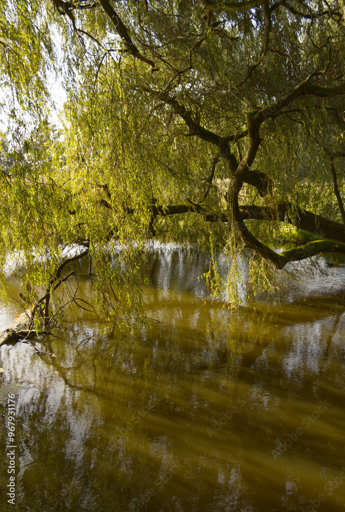 long branches of the weeping willow, weeping willow over the pond, reflection of the weeping willow, branches full of leaves are reflected in the water, sunny day and beautiful water reflections long branches of the weeping willow, weeping willow over the pond, reflection of the weeping willow, branches full of leaves are reflected in the water, sunny day and beautiful water reflections