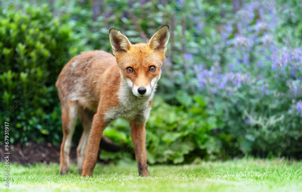Portrait of a cute red fox cub standing on a green grass in a garden