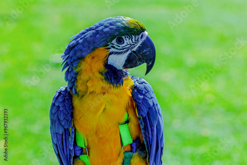 Parrot