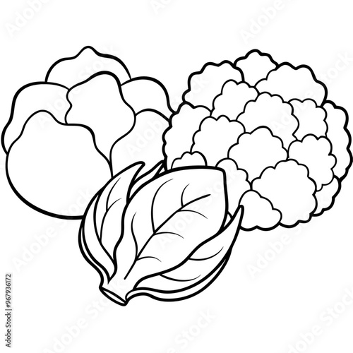 cauliflower brussels sprouts cabbage vegetables outline coloring book page line art illustration digital drawing