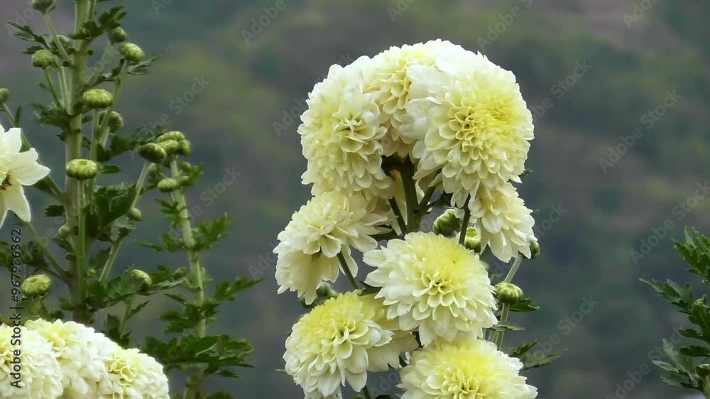 Closeup white chrysanthemum flowers in autumn Closeup white chrysanthemum flowers in autumn