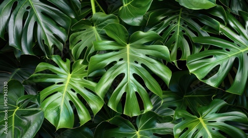 Tropical Monstera Leaves